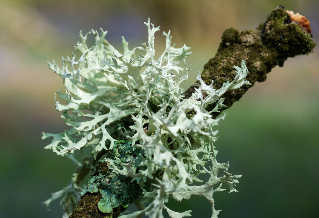 Lichen on a stick by 365nick