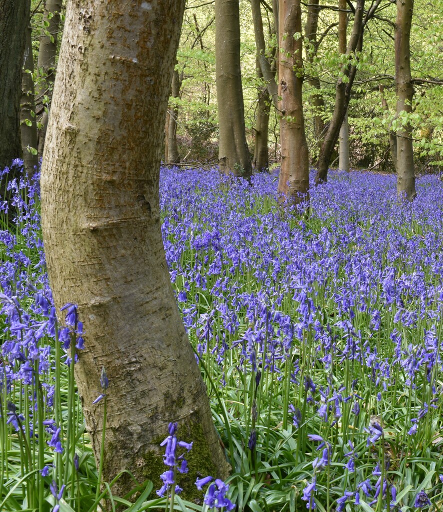 The temporary beauty of the bluebells by anitaw
