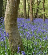 3rd May 2023 - The temporary beauty of the bluebells