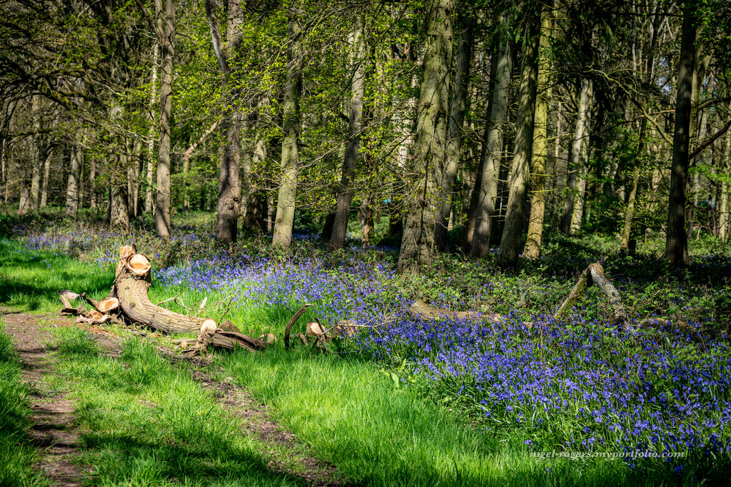 Bluebell woods by nigelrogers