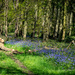 Bluebell woods by nigelrogers