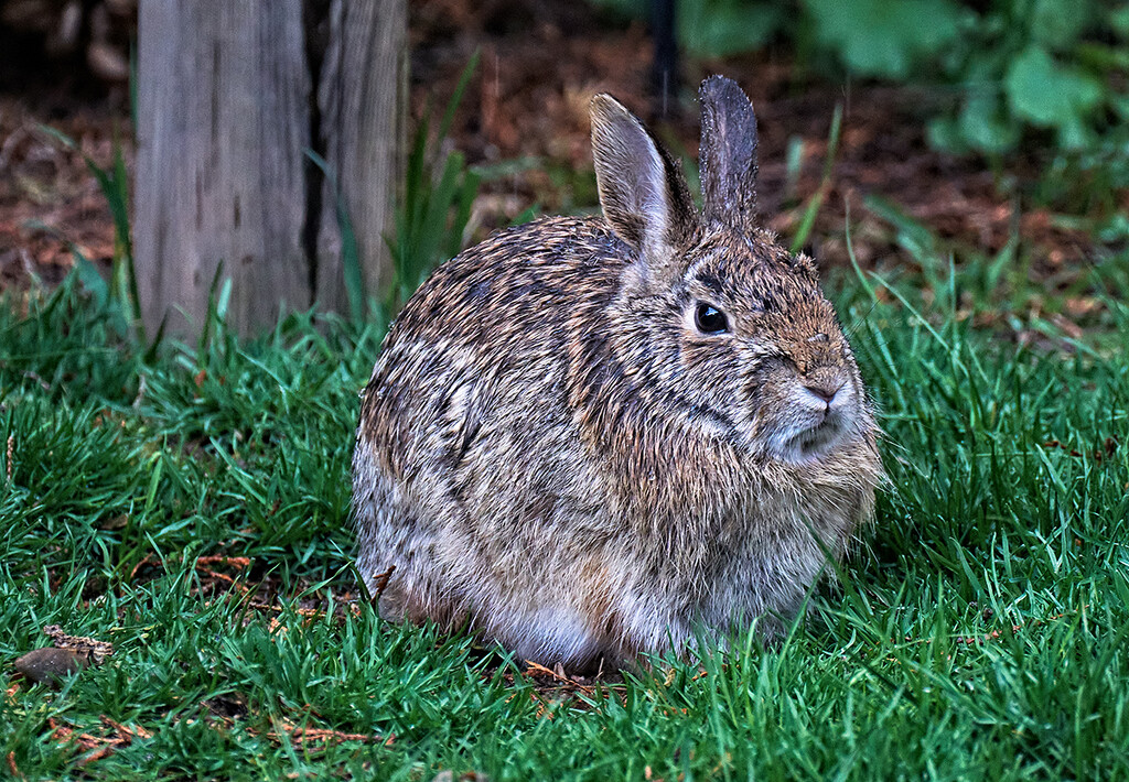 Rabbit in the Rain by gardencat