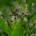 Grass Seed Head by theredcamera