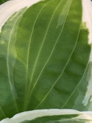 24th Apr 2023 - Hosta Leaf