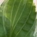 Hosta Leaf by cataylor41