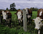 1st May 2023 - Frisky Herefords