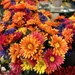 Hobby Lobby Bouquet  by bellasmom