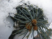26th Jan 2011 - Snow Spruce