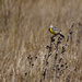 eastern meadowlark by rminer