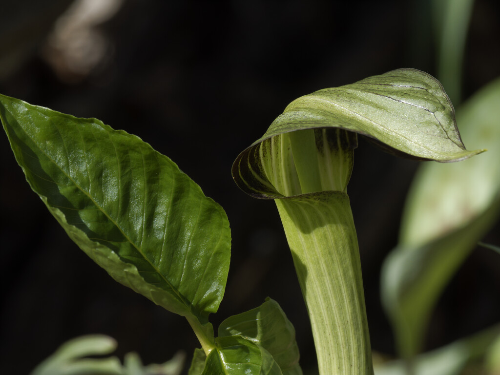 jack in the pulpit  by rminer