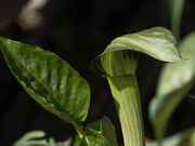 3rd May 2023 - jack in the pulpit 