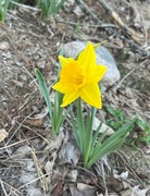 16th Apr 2023 - First Dahlia Bloom