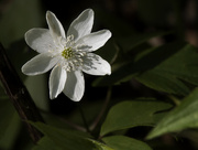 3rd May 2023 - wood anemone 