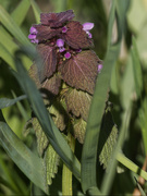 3rd May 2023 - red deadnettle