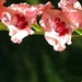 Sunwarmed Blossoms by grammyn