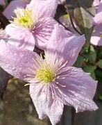 3rd May 2023 - Clematis