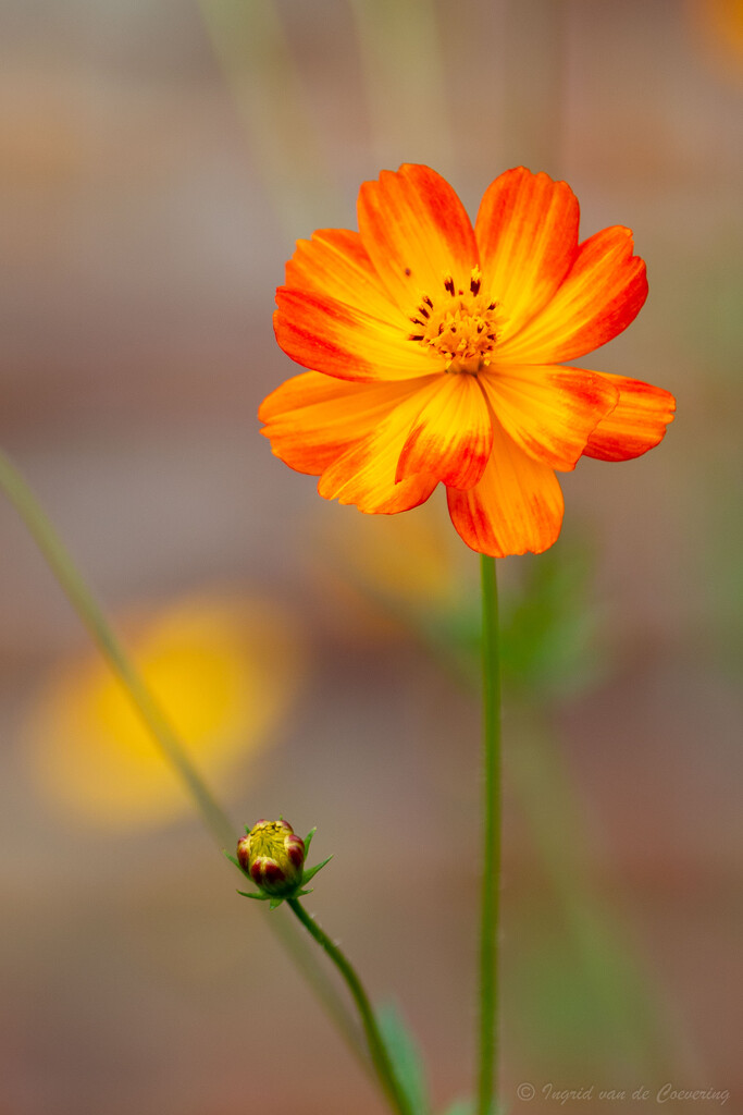 Orange yellow wildflower by ingrid01
