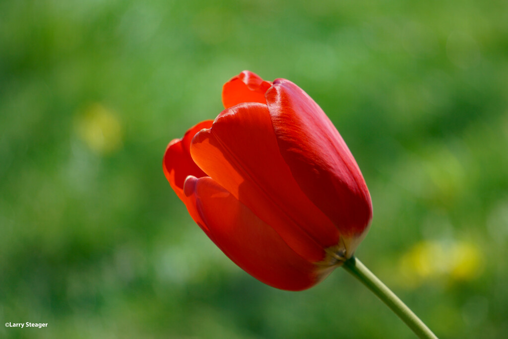 Red tulip by larrysphotos