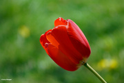 3rd May 2023 - Red tulip