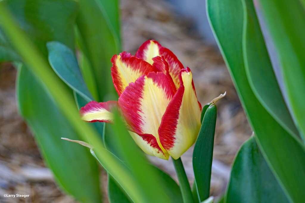 Red and yellow tulip by larrysphotos