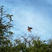 Kite flying by gaillambert