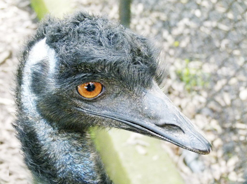 Emu by onewing