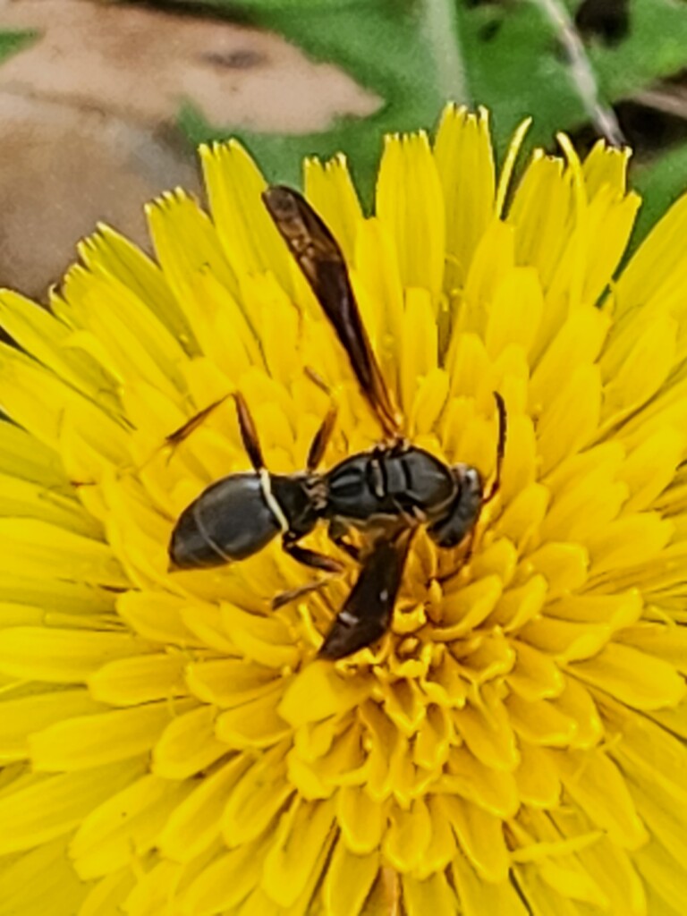 Paper Wasp on Dandelion  by green_eyes