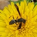 Paper Wasp on Dandelion 