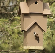 3rd May 2023 - House sparrow moving in