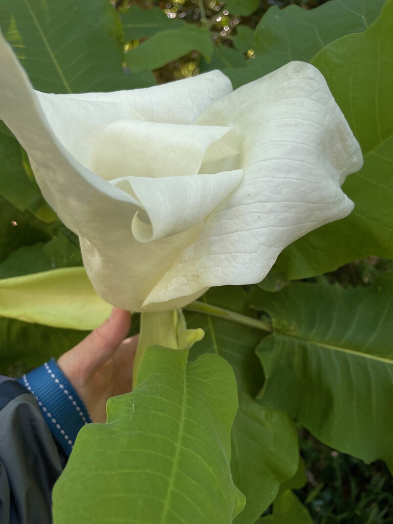 Deciduous Magnolia by margonaut