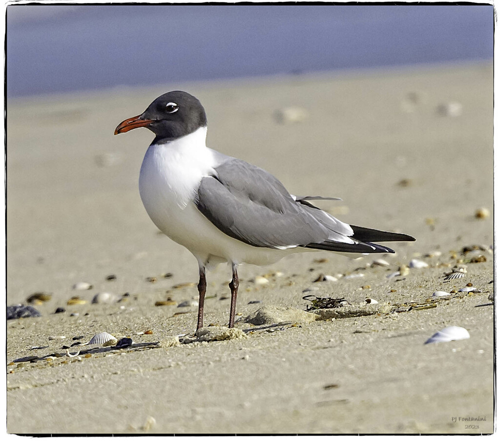 Laughing Gull? by bluemoon