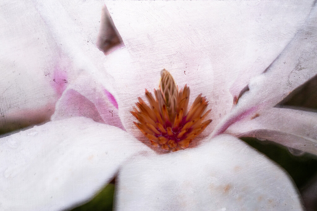 Magnificent Magnolia by pdulis