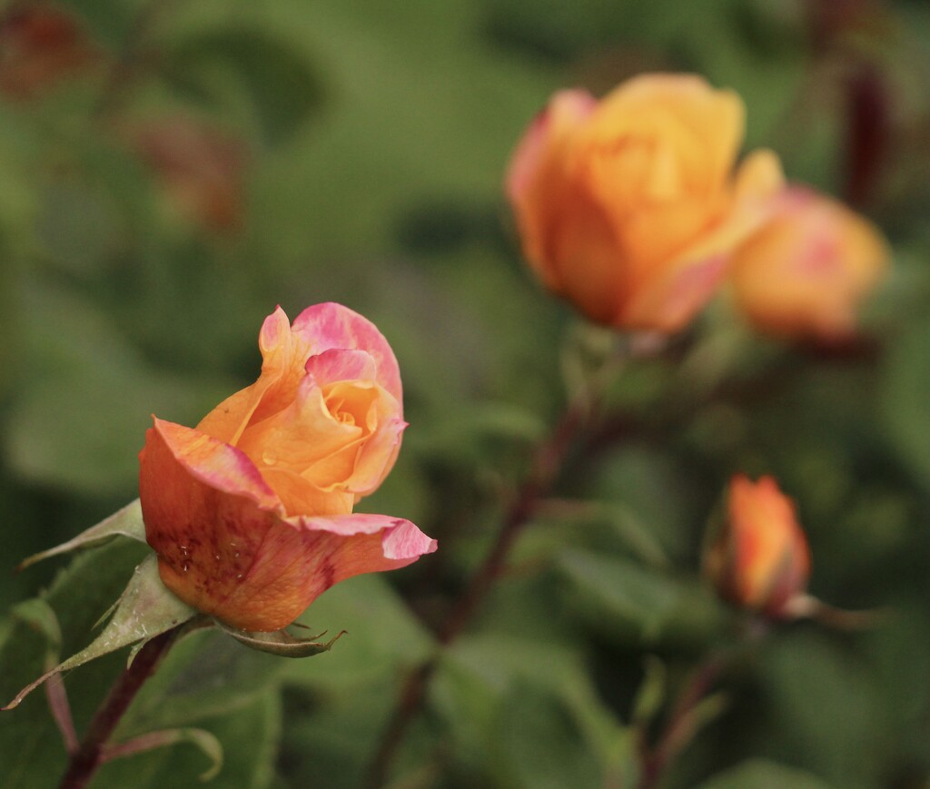 San Jose Rose Garden, CA by sakkasie
