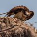 Osprey Having a Snack! by rickster549