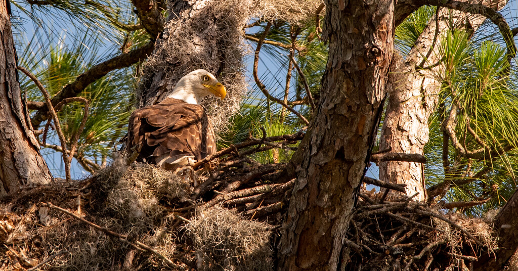 Bald Eagle Adult! by rickster549