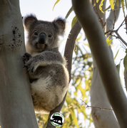 3rd May 2023 - Wild Koala Day