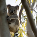 Wild Koala Day by koalagardens