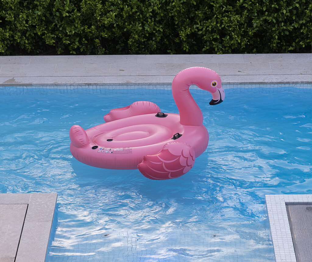Pink flamingo by dkbarnett