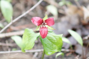 3rd May 2023 - Red Trillium in the Rain 