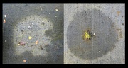 4th May 2023 - Natural diptych
