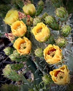 3rd May 2023 - The Prickly Pear Are Coming Into Bloom ~ Part 1
