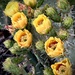 The Prickly Pear Are Coming Into Bloom ~ Part 1 by 365projectorgbilllaing