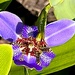 Sunlit iris by congaree