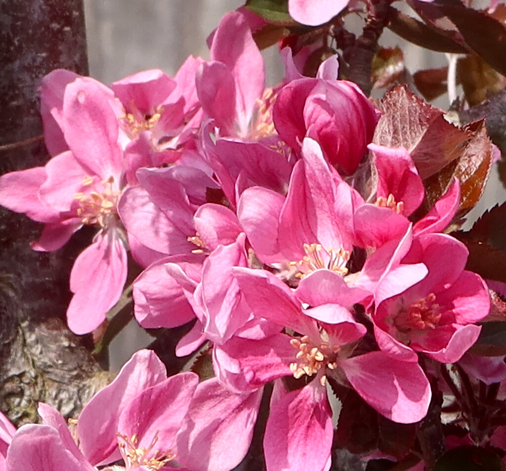 Apple Blossom by davemockford
