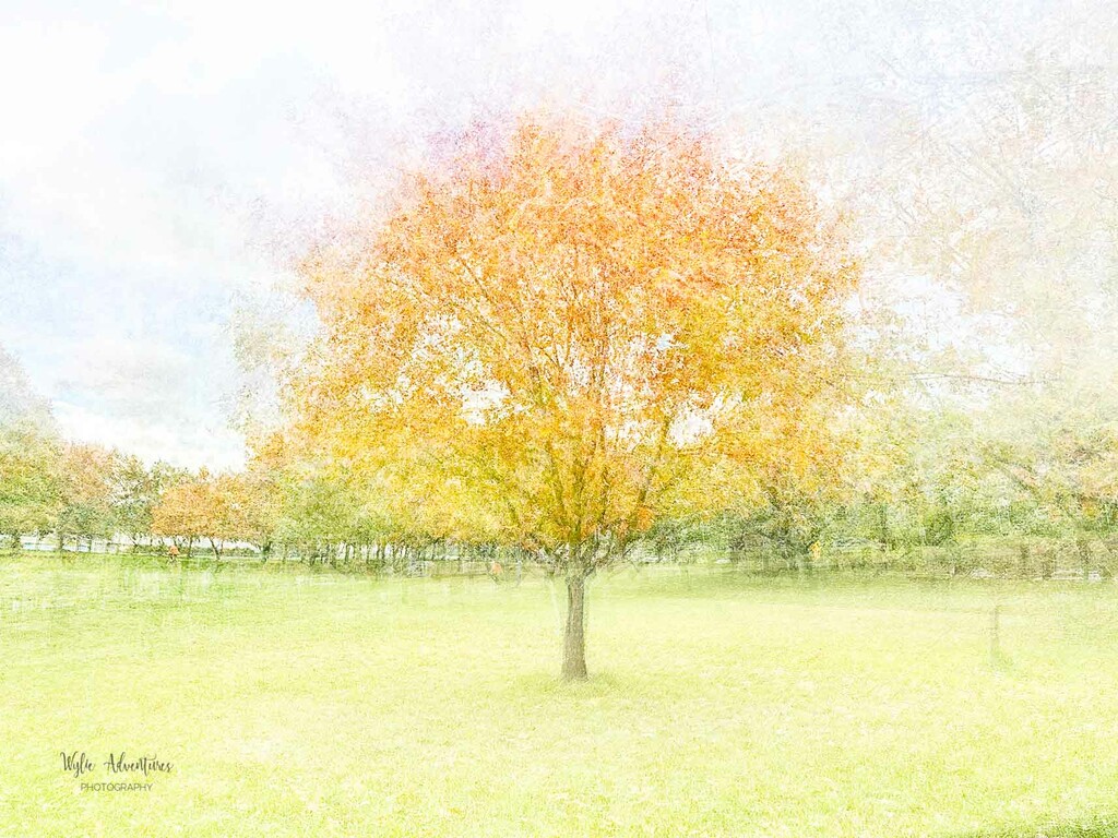 Autumn  tree 2 by pusspup