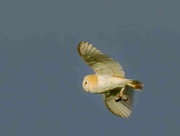 4th May 2023 - Barn Owl with breakfast!!!