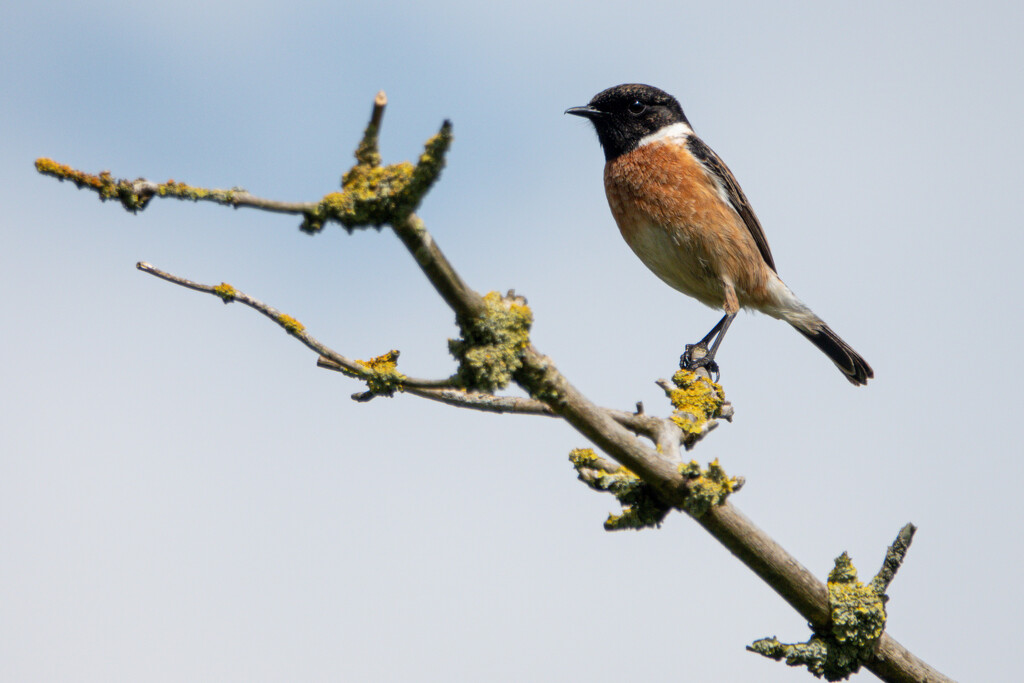 Stonechat by catangus