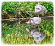 4th May 2023 - Flamingoes And Reflections