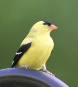 4th May 2023 - American Gold finch ( male)