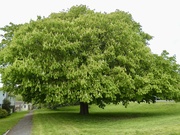 4th May 2023 - The Mighty Horse Chestnut Tree